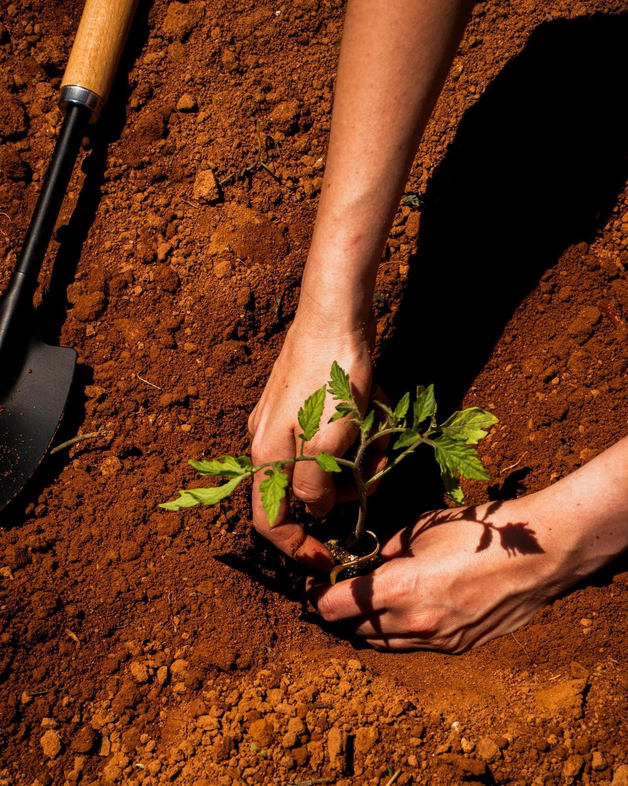 Plantando tomateras a mano en tierra roja