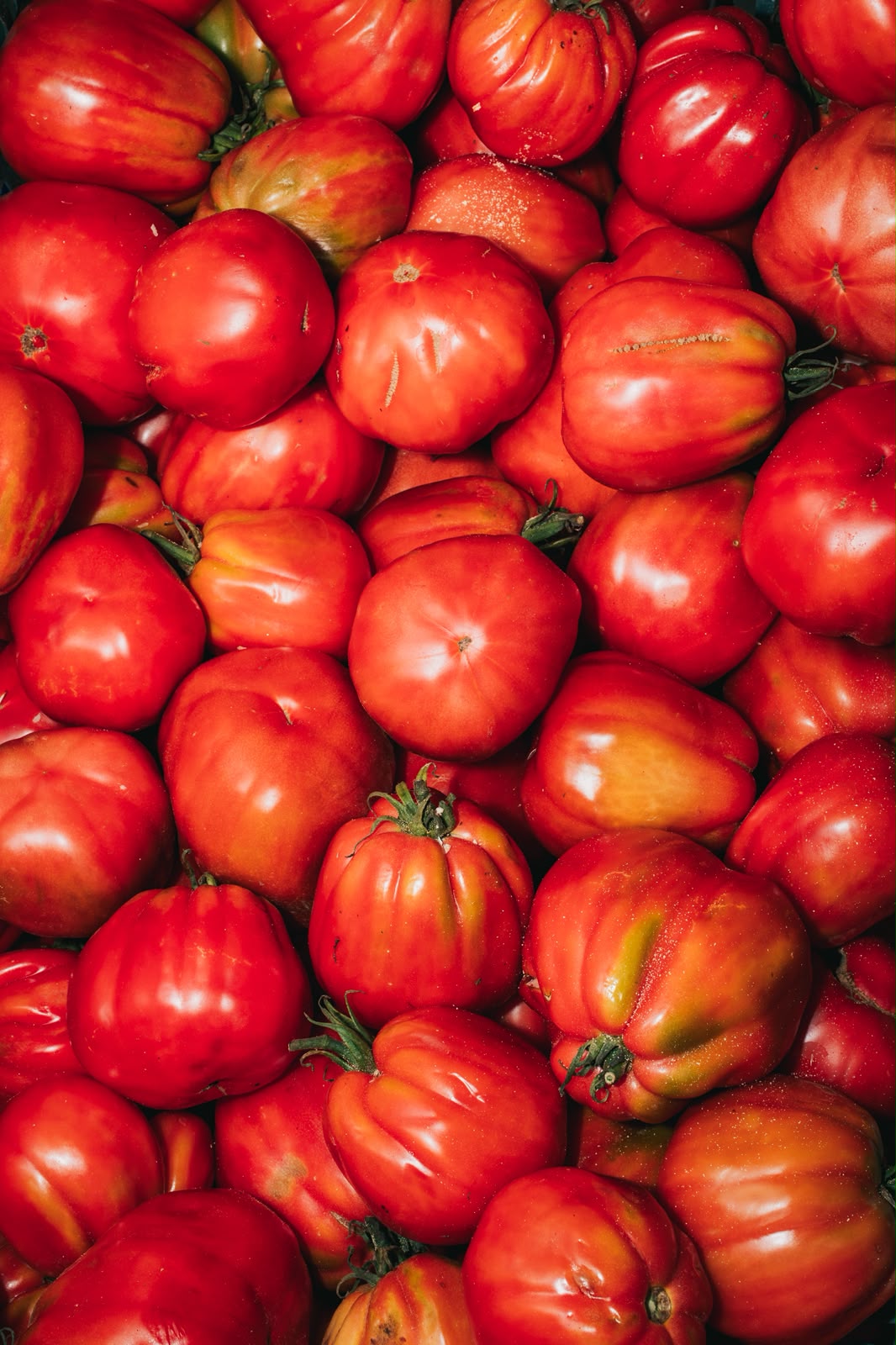 Tomates de la huerta